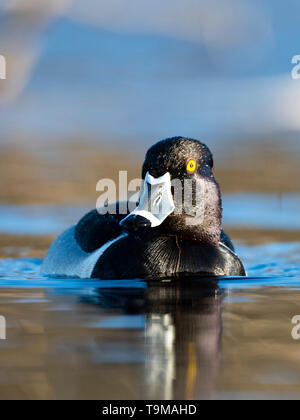 Un Anatra Ringnecked sulla zona umida a molla Foto Stock