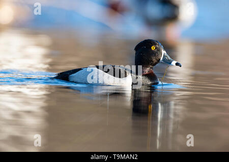 Un Anatra Ringnecked sulla zona umida a molla Foto Stock