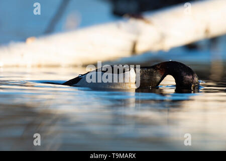 Un Anatra Ringnecked sulla zona umida a molla Foto Stock