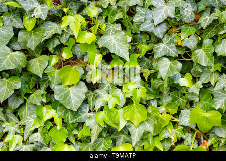 Una coperta di edera soffocamento un vecchio muro Foto Stock