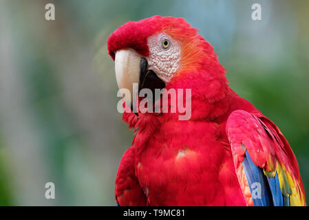 Scarlet Macaw - Ara macao grande rosso, giallo e blu e Centrale Sud Americana parrot, nativo di foreste umide tropicali del Centro e Sud Americ Foto Stock