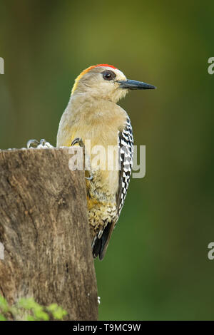 Hoffmanns Picchio - Melanerpes hoffmannii resident breeding bird da Honduras meridionale a sud di Costa Rica. Si tratta di un comune specie del Pacifico Foto Stock