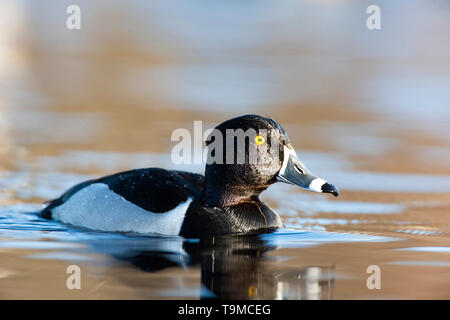 Un Anatra Ringnecked sulla zona umida a molla Foto Stock