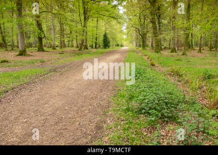 Pista sterrata che conduce anche se i boschi, nell'antico New Forest, Hampshire, Inghilterra, Regno Unito Foto Stock