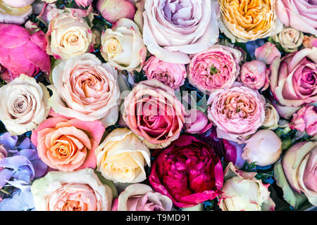 Sfondo di colore rosa e bianco rose Foto Stock