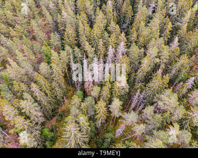 Bosco con alcune parti clearcutt Foto Stock