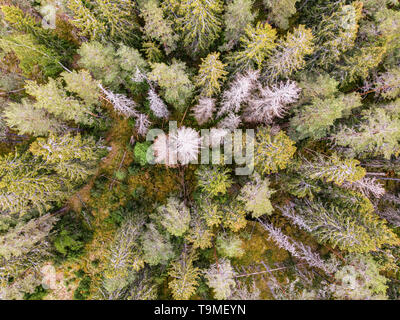 Bosco con alcune parti clearcutt Foto Stock