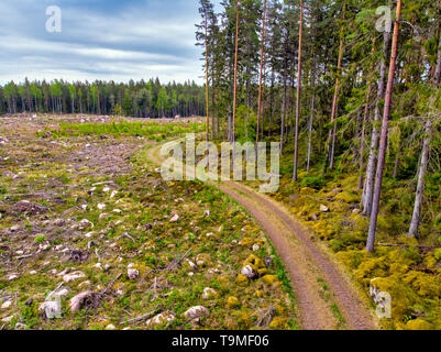 Bosco con alcune parti clearcutt Foto Stock