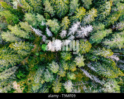 Bosco con alcune parti clearcutt Foto Stock