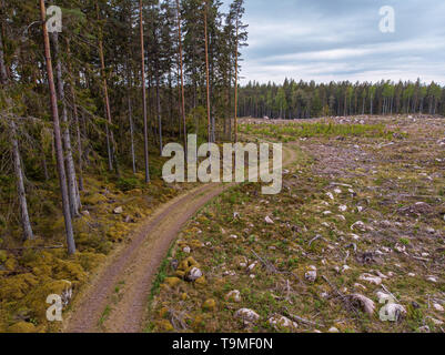 Bosco con alcune parti clearcutt Foto Stock