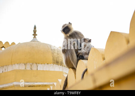 Un langur grigio scimmia sta allattando il figlio seduto su di un tempio a Jaipur. Langurs grigio sono un gruppo di scimmie del Vecchio Mondo nativo per il subcontinente indiano Foto Stock