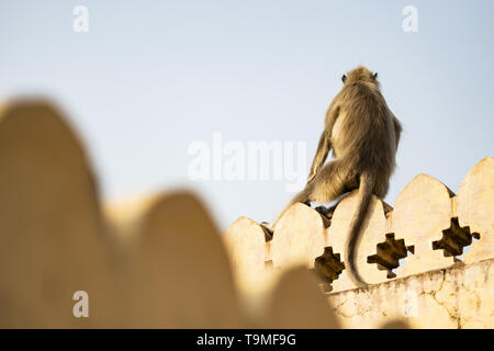 Grigio di una scimmia langur è godersi il tramonto seduti sul bordo di un tempio a Jaipur, Rajasthan, India. Foto Stock