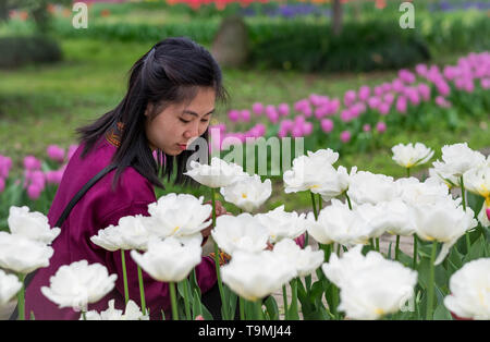WUHAN-HUBEI/Cina, MAR 29-2019: Wuhan Botanic Garden. Vaga donna sta cercando foto con i campi di tulipani nella parte del giardino. Si tratta di uno dei d Foto Stock