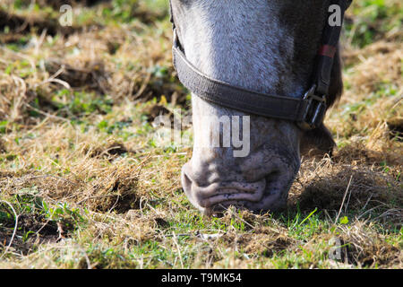 Chiusura del naso e la bocca del cavallo al pascolo su prato Foto Stock