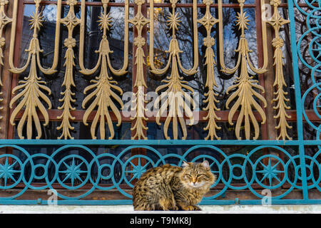 Gatti seduti davanti ad una moschea di Istanbul Foto Stock