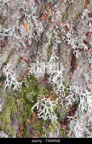 Il muschio di quercia Lichen (Evernia prunastri) che cresce su un argento vecchio tronco di betulla. Sfondo naturale. Muir of Dinnet, Cairngorms, Scotland, Regno Unito. Foto Stock