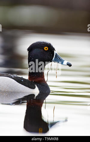 Un Anatra Ringnecked sulla zona umida a molla Foto Stock