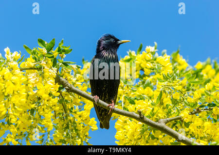 Starling, nome scientifico: Sturnus vulgaris. appollaiato in Maggiociondolo albero con colore giallo brillante fiori. Pulire il cielo blu sullo sfondo. Rivolto verso destra. Posizione orizzontale Foto Stock