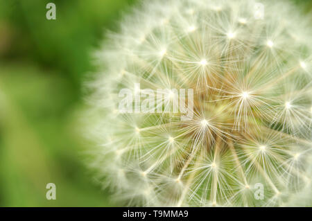 Parachute come semi di Taraxacum officinale, il comune tarassaco, macrofotografia Foto Stock