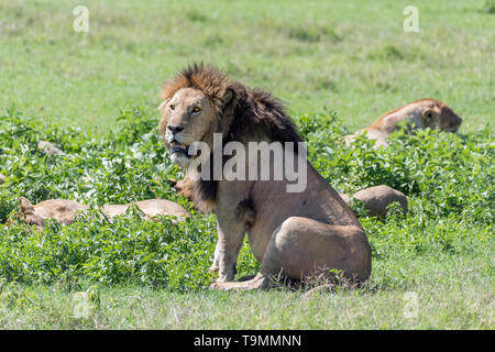 Grande, appena mangiato troppo maschio dominante lion custodire un sonno orgoglio, caldera del Ngorongoro, Tanzania Foto Stock