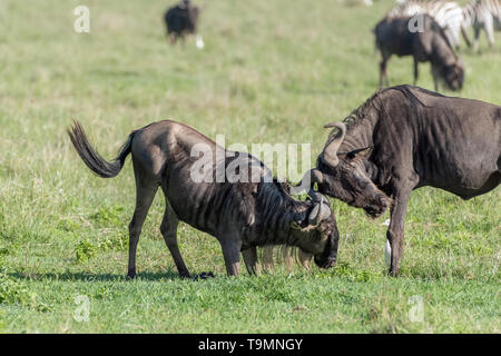 Il combattimento match tra due gnu con airone guardabuoi arbitro, caldera del Ngorongoro, Tanzania Foto Stock