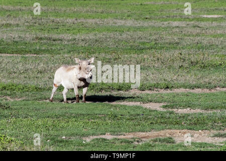 Grandi warthog (Phacochoerus africanus) nell'erba verde in prossimità di un foro per l'acqua, caldera del Ngorongoro, Tanzania Foto Stock