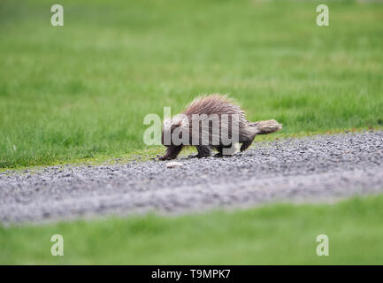 Un giovane Nord America istrice, (Erethizon dorsatum), Superiore Clements, Annapolis Royal Nova Scotia, Canada Foto Stock