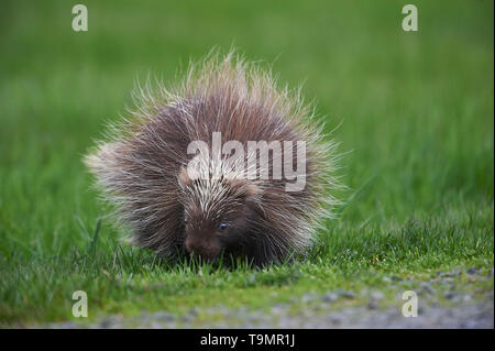 Un giovane Nord America istrice, (Erethizon dorsatum), Superiore Clements, Annapolis Royal Nova Scotia, Canada Foto Stock