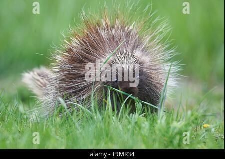 Un giovane Nord America istrice, (Erethizon dorsatum), Superiore Clements, Annapolis Royal Nova Scotia, Canada Foto Stock