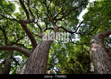 Guardando il bellissimo albero di quercia {quercus} Foto Stock