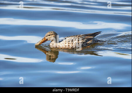 Femmina mestolone settentrionale (Anas clypeata) nuoto, Annapolis Royal Marsh, Francese Bacino Trail, Annapolis Royal Nova Scotia, Canada Foto Stock