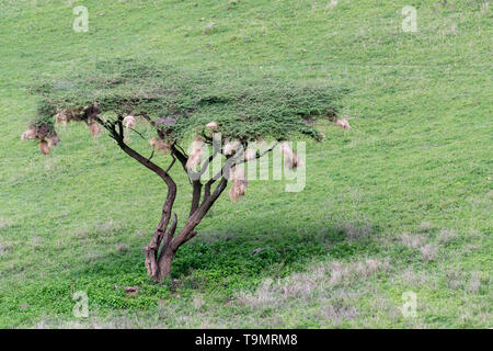 Tessitore di nidi di uccelli appesi da un albero di acacia, il cratere di Ngorongoro, Tanzania Foto Stock