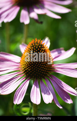 Purple coneflower {Echinacea purpurea} Foto Stock