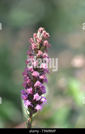 Dense blazing star {Liatris spicata} Foto Stock