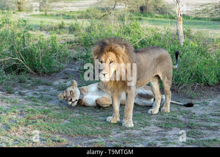 Leone e leonessa, coppia accoppiata, Lago Ndutu, Tanzania Foto Stock