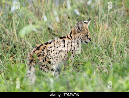 Serval cat (Leptailurus serval) caccia nell'erba lunga, Lago Ndutu, Tanzania Foto Stock