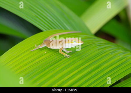 Un colore bruno morph del verde anole lizard, Anolis carolinensis, in piedi su una foglia sull'isola hawaiana di Kauai. Foto Stock