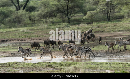 Zebre prima, zebre con i loro puledri e GNU attraversando un piccolo ruscello, Lago Ndutu, Tanzania Foto Stock