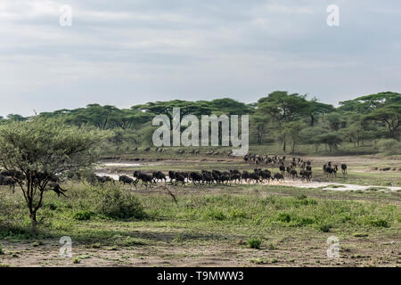 Lungo la curva di migrazione di GNU (Connochaetes taurinus albojubatus), attraversando un piccolo ruscello, Lago Ndutu, Tanzania Foto Stock