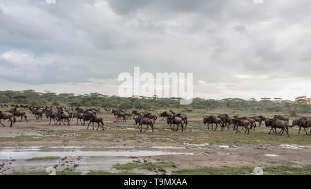 Gli allevamenti misti di gnu e zebra migrazione nord durante la Grande Migrazione, Lago Ndutu, Tanzania Foto Stock