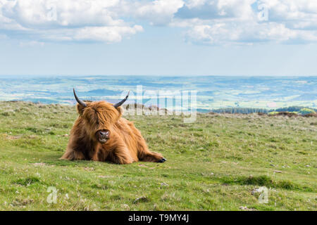 Un singolo Highland bovini seduto sull'erba sulla cima di una collina nel Parco Nazionale di Dartmoor, Devon, Regno Unito. Teignbridge distretto è in background. Foto Stock