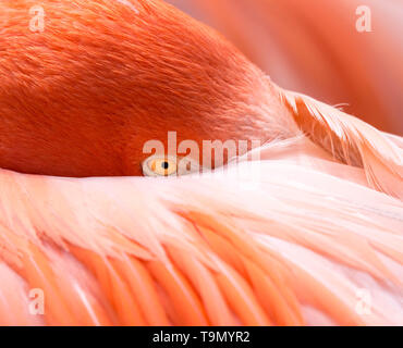 Testa di Flamingo nascosto in o sotto le sue piume e ali. Foto Stock