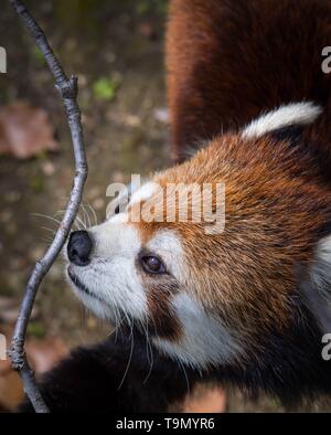 Panda rosso o panda minore odora e odorare un ramoscello. Immagine ravvicinata. Foto Stock