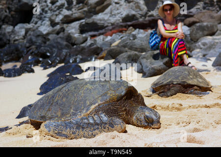 Per turisti in cerca di tartarughe marine verdi su Ho'okipa Beach Foto Stock