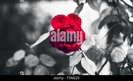 Classico Giardino perfetto Red Rose e spine a pioggia con evidenziata in bianco e nero concettuale Foto Stock