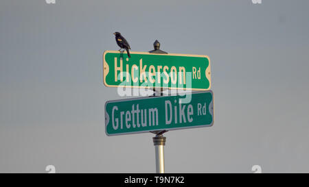 Rosso-winged blackbird sulla segnaletica stradale - sezione trasversale di due zone rurali strade di ghiaia in Wisconsin settentrionale Foto Stock