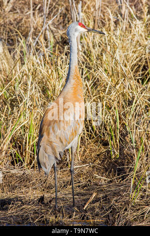 Gru Sandhill mimetizzata con le erbe marrone - preso in primavera nel Crex Prati Area faunistica in Wisconsin settentrionale Foto Stock