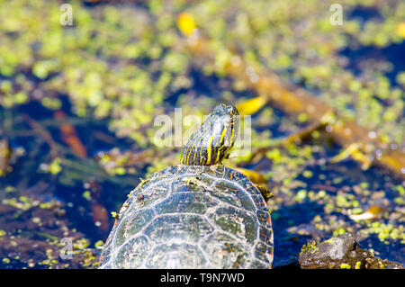 Dipinto ritratto di tartaruga centrato nella parte anteriore di alcune acque mucky Foto Stock