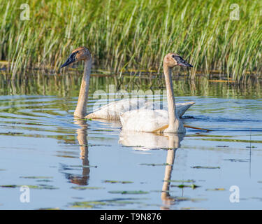 Una coppia di trumpeter cigni su una bella e soleggiata giornata estiva - presi in Crex Prati Area faunistica in Wisconsin settentrionale Foto Stock