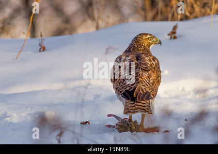 Red-tailed hawk mangiare uno scoiattolo su un inverno nevoso giorno vicino al fiume Mississippi in Minneapolis Minnesota Foto Stock